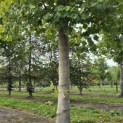 Platanus x hispanica - 3