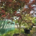 Acer palmatum 'Trompenburg' - Foto 5