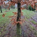 Fagus sylvatica 'Atropunicea' - december 2024