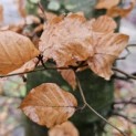 Fagus sylvatica 'Atropunicea' - 2