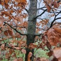 Fagus sylvatica 'Atropunicea' - 1
