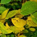 Carpinus betulus - impressie herfstkleur