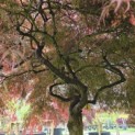 Acer palmatum 'Garnet' - 3