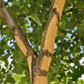 Betula nigra - 7