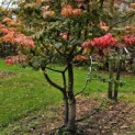 Parrotia persica - 3