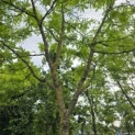 Gleditsia triacanthos 'Sunburst' - Foto 5