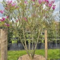 Magnolia 'Susan' - 2