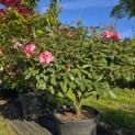 Rhododendron Yakushimanum'Marlis' - Foto 2