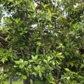 Quercus ilex - 5