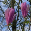 Magnolia 'Betty' - 5