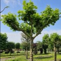 Platanus x hispanica - 4