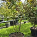 Magnolia grandiflora 'Galissonnière' - 1