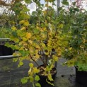 Tilia cordata 'Winter Orange' - 4