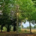 Platanus x hispanica - Afbeelding 2
