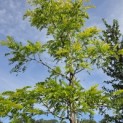 Gleditsia triacanthos ‘Sunburst' - 2