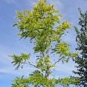 Gleditsia triacanthos ‘Sunburst' - 3