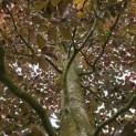Fagus sylvatica 'Atropunicea' - 3