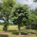 Tilia Tomentosa - Foto 2