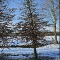 Carpinus betulus - 2