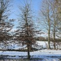 Carpinus betulus - 3