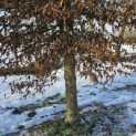 Carpinus betulus - 4