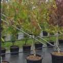 Liquidambar styraciflua op voetstam - Foto 3