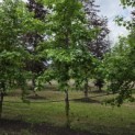 Liquidambar styraciflua - juni 2026