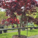 Acer palmatum 'Bloodgood' - Foto 1