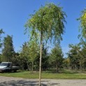 Sophora Japonica 'Pendula' - 4