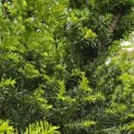 Taxus baccata - 5