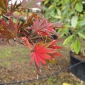 Acer palmatum Masu-kagami - 3