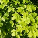 Acer campestre - 1