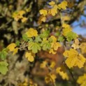 Acer campestre - impressie herfstkleuren veldesdoorn