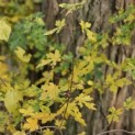 Acer campestre - impressie herfstkleuren veldesdoorn