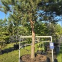 Pinus sylvestris - 2