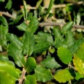 Quercus Suber - Afbeelding blad in september