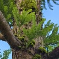 Taxodium distichum 'Peve Minaret' - Foto 9