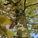 Fagus sylvatica 'Atropunicea' - 3
