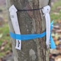 Platanus hispanica - verticale vergroeiing op de stam als litteken
