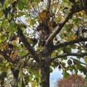 Platanus hispanica - 2
