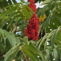 Rhus typhina - 1