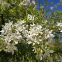 Malus toringo 'Brouwers Beauty' - 3