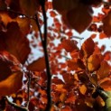 Fagus sylvatica 'Atropunicea' - impressie kleurnuances rode of bruine beuk