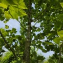 Platanus hispanica - Foto 1