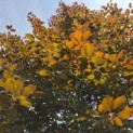 Fagus sylvatica 'Atropunicea' - 1