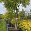 Acer palmatum - Foto 2