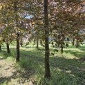 Fagus sylvatica 'Atropunicea' - 2