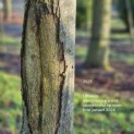 Tilia cordata 'Oldenbelt' - 3  zie korting / aanbiedingsprijs