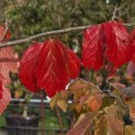 Parrotia persica - 3