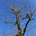 Platanus x hispanica - 2